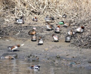 休むヒドリガモ