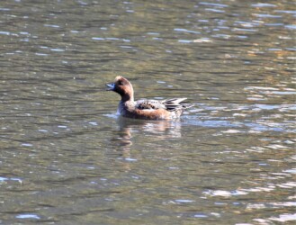 鳴いているヒドリガモのオス(エクリプス中か?)