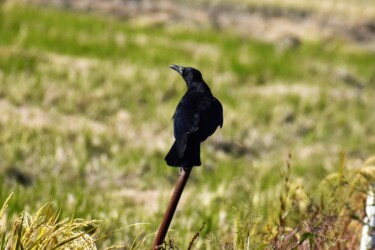 (ハシボソ)カラス