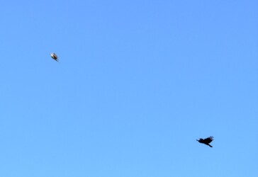 ①ハイタカを追うカラス