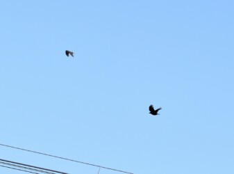 ⑦追いついてきたカラス