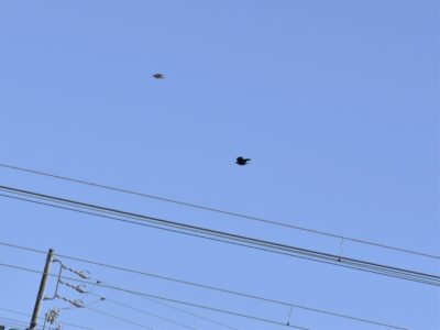 ⑧上空に向かって逃げる