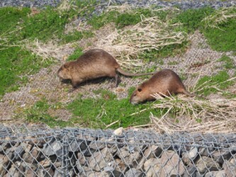 土手で採餌するヌートリア
