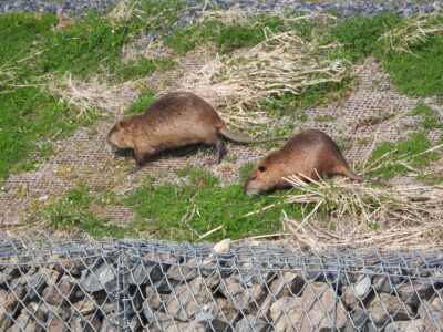 土手で採餌するヌートリア