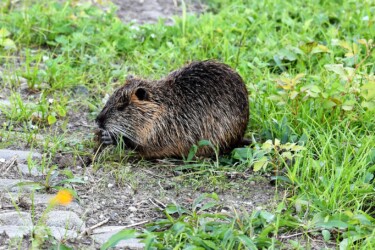 前肢で掴みながら食べる