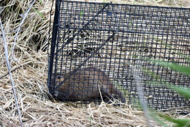 ネズミ捕りに掛かったヌートリア
