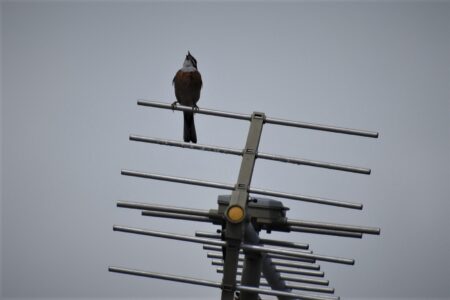 高いところで囀(さえず)るオス