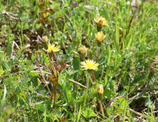 3月24日14時48分 閉じかけた花