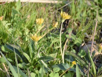 3月22日15時58分 閉じかけた花