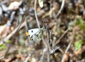 ツマキチョウのオス