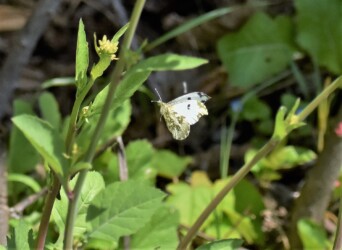 ツマキチョウのメス