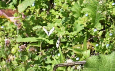 ①オスがメスに近づく