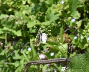 ②メスの隣にとまる