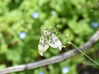 ④交尾態になる