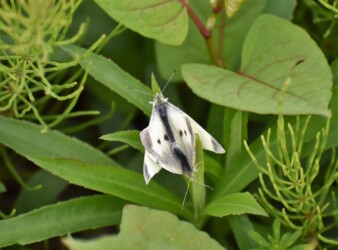 モンシロチョウの交尾態
