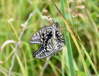 アゲハチョウの交尾態