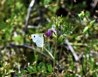 ツマキチョウの吸蜜 カラスノエンドウ