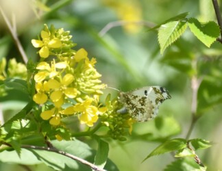 産卵か 尻尾をナノハナに突き出す