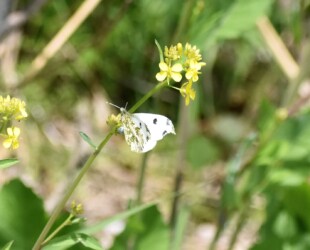 産卵か 尻尾をナノハナに突き出す