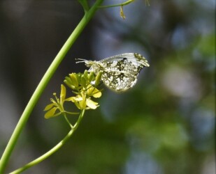 産卵か 尻尾をナノハナに突き出す