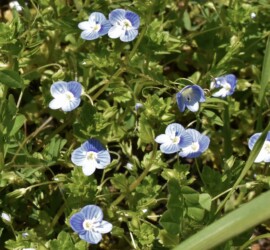 オオイヌノフグリ