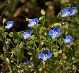 オオイヌノフグリ