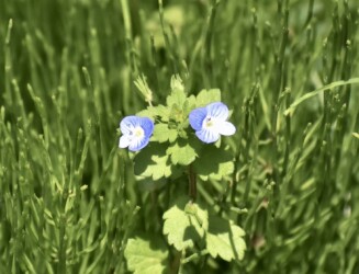 オオイヌノフグリ