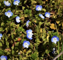 オオイヌノフグリ