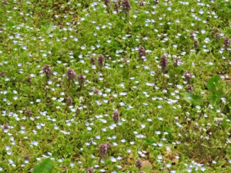 一面絨毯のオオイヌノフグリ