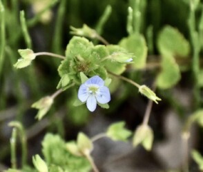 実ができてきたオオイヌノフグリ