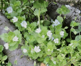 白いオオイヌノフグリ