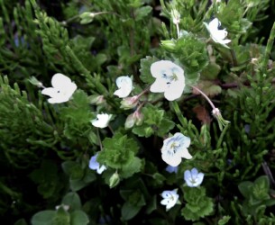 白いオオイヌノフグリ