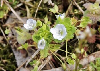 白いオオイヌノフグリ