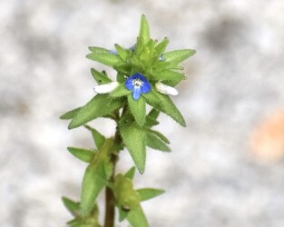 タチイヌノフグリ