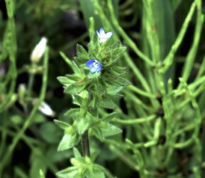 タチイヌノフグリ