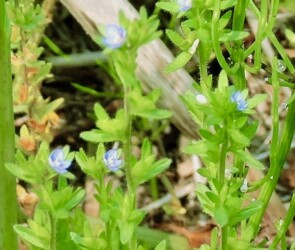 タチイヌノフグリ