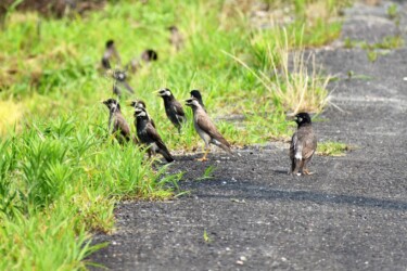 群れるムクドリ