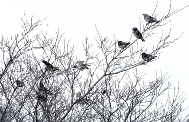 群れるムクドリ