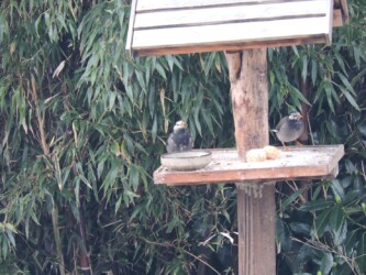 餌台を占領する
