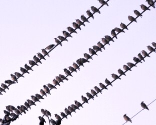 天童の秋 電線で夜を越す