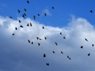 群れで飛翔中