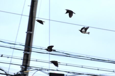 群れで飛翔中