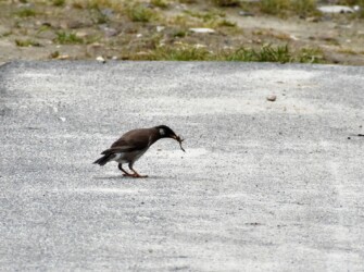 カエルを捕まえる