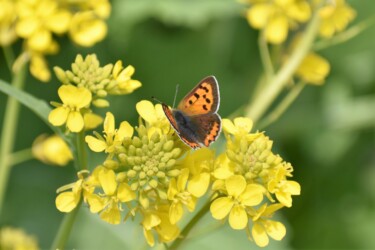 ナノハナの吸蜜をするベニシジミ