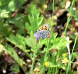 イヌコモチナデシコ