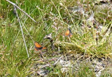 オス同士のせめぎ合い?