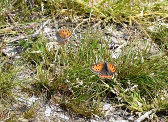 オス同士のせめぎ合い?