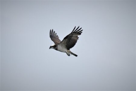 ミサゴの飛翔
