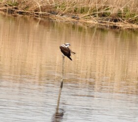 川の杭にとまる
