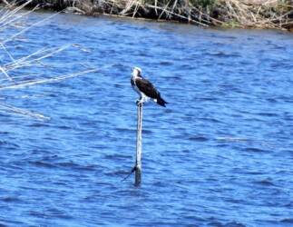 川の杭にとまる